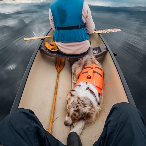 Hund i kanot? Inget problem! Men glöm inte flytvästen.