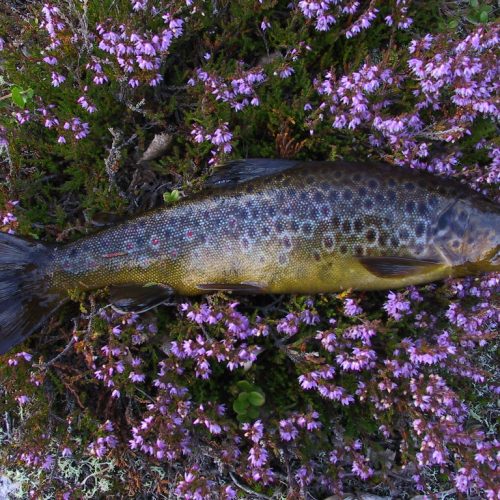 Fishing in Tännäs